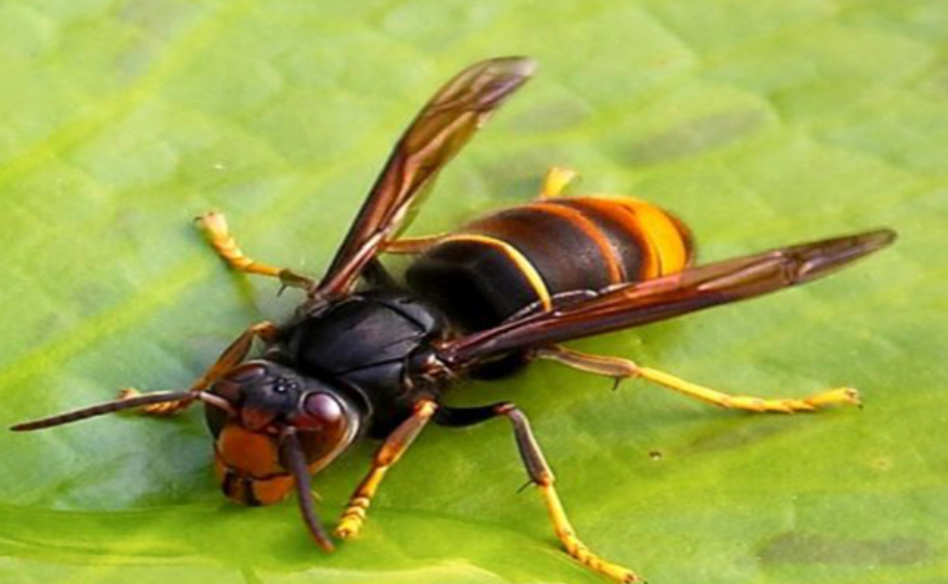 Frelon asiatique — insecte et nid (photo de démonstration)