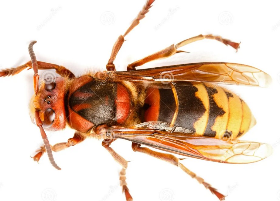 Frelon européen — insecte et nid (photo de démonstration)