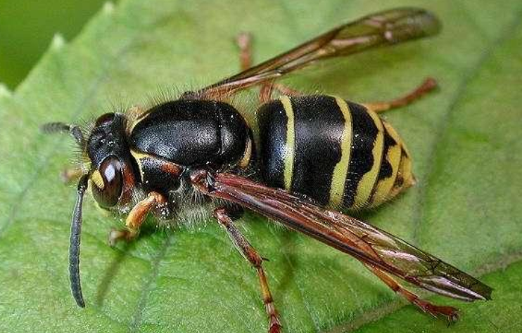 Guêpe des buissons — insecte et nid (photo de démonstration)