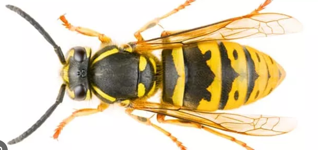 Guêpe commune — insecte et nid (photo de démonstration)