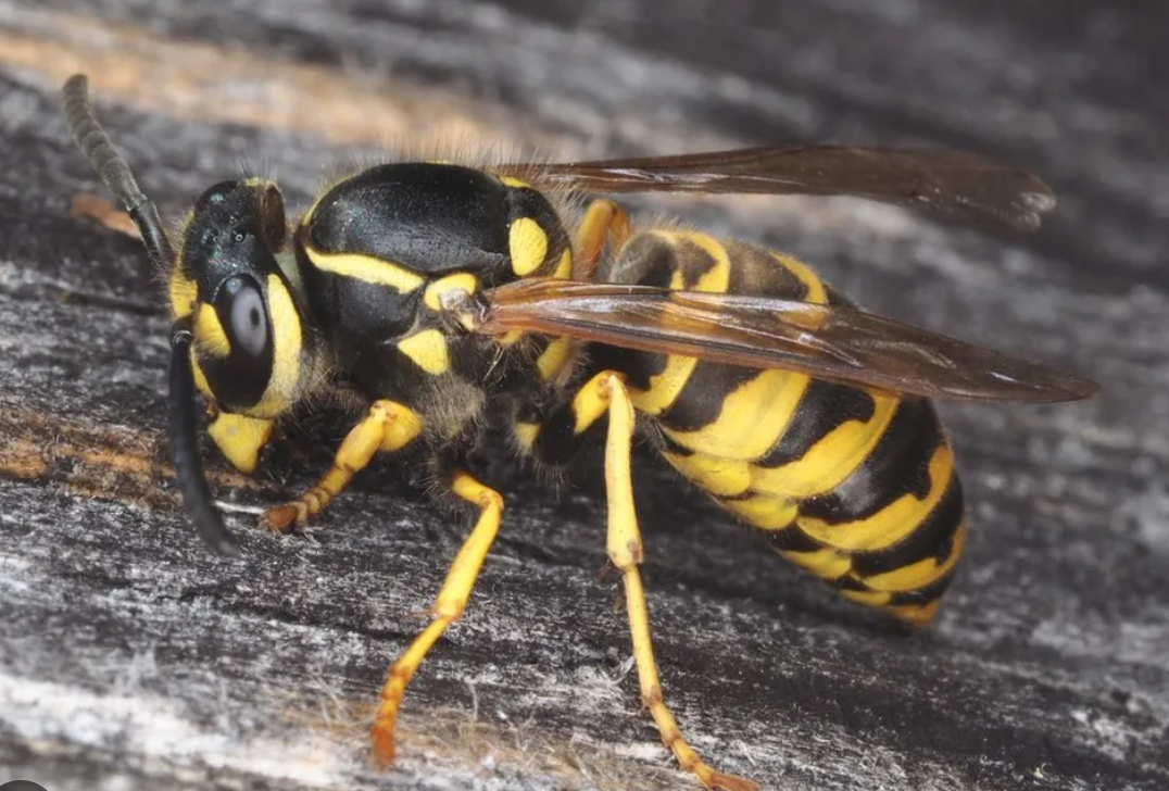 Guêpe germanique — insecte et nid (photo de démonstration)