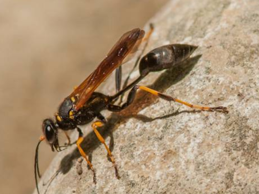 Guêpe maçonne / potière — insecte et nid (photo de démonstration)