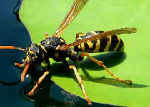 Guêpe poliste — insecte et nid (photo de démonstration)