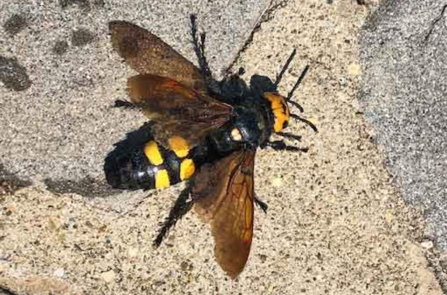 Scolie des jardins — insecte (photo de démonstration)